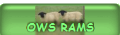 rams