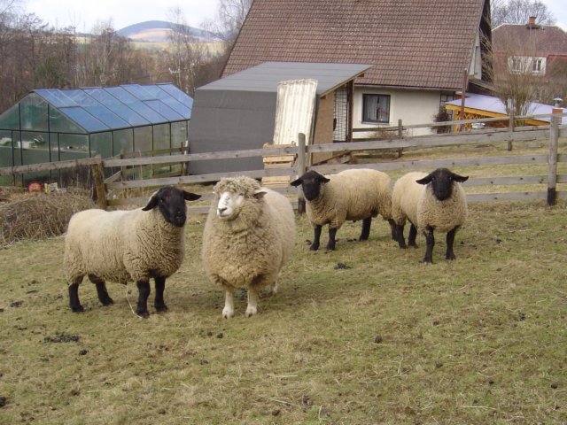 berani.jpg