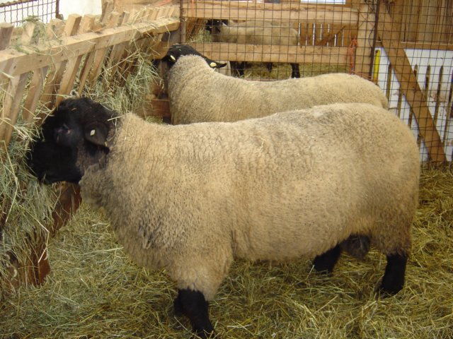 berani11.jpg