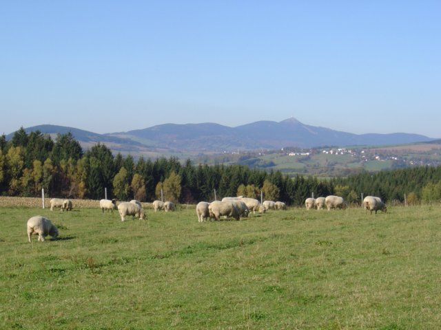 krizenci8.jpg