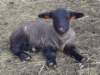 suffolk10_small.jpg