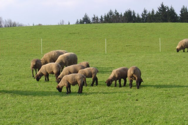 suffolk2.jpg