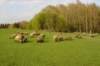 suffolk3_small.jpg