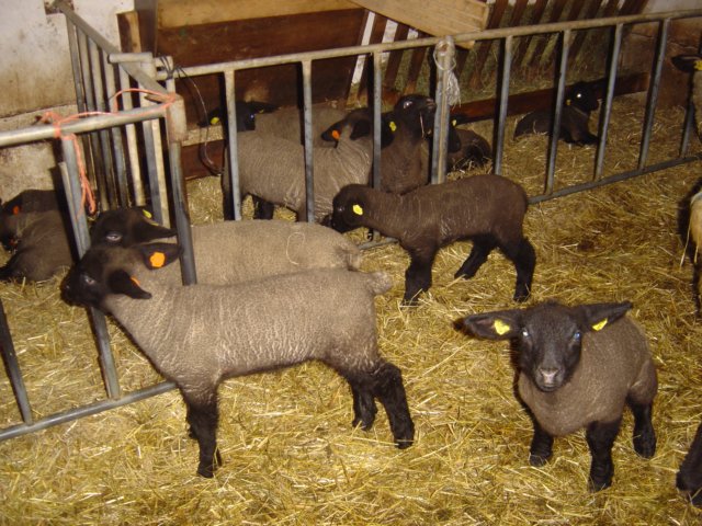 suffolk5.jpg