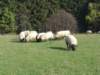 suffolk8_small.jpg