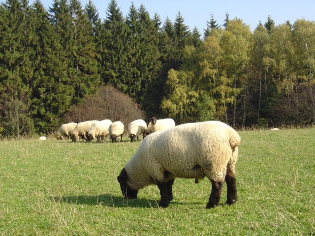 suffolk9.jpg