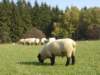suffolk9_small.jpg